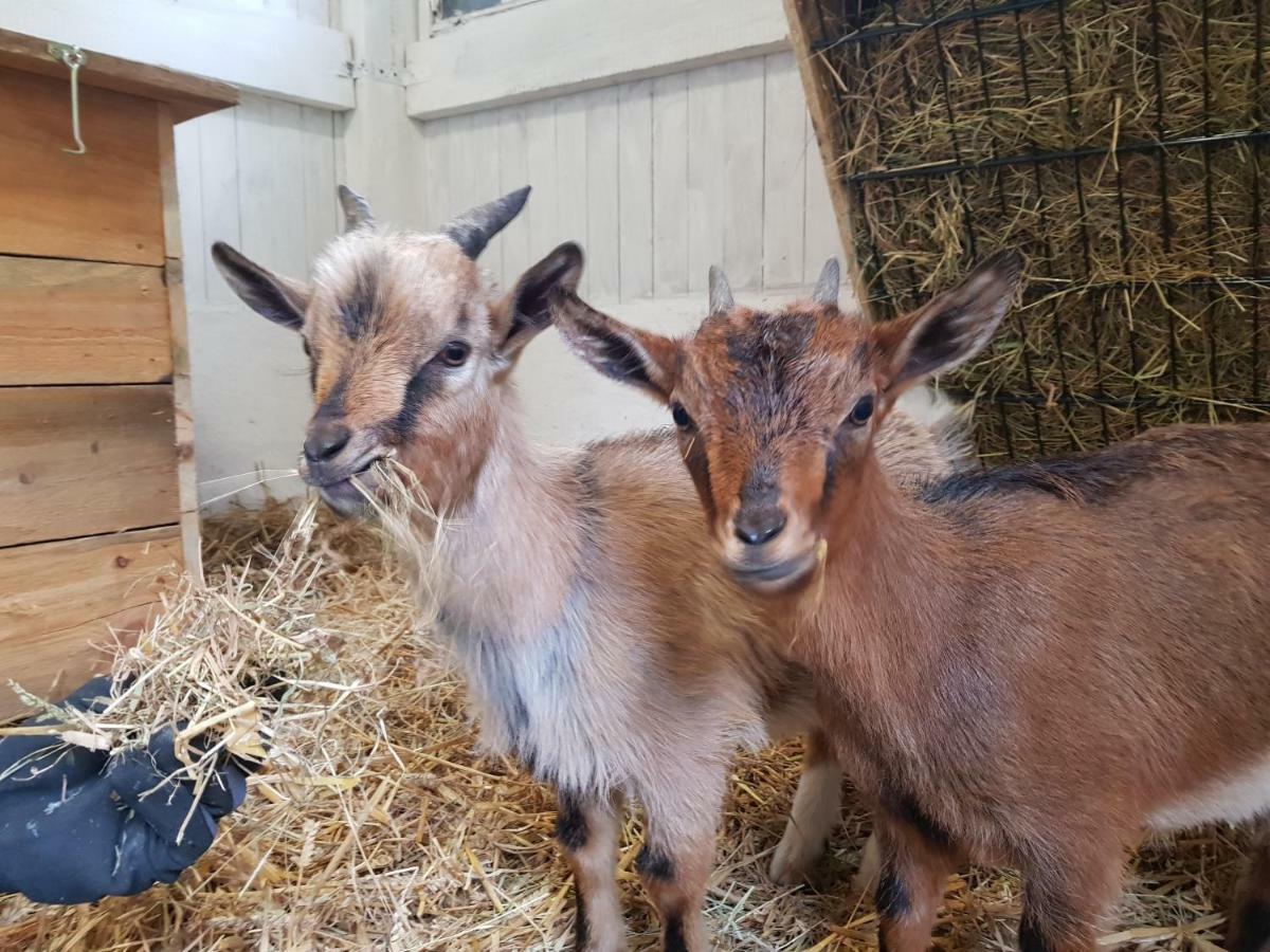 Grosse, Helle Ferienwohnung Mit 2 Balkonen Auf Dem Bauernhof In Der Lueneburger Heide Oetzen Екстериор снимка